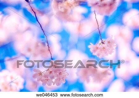 Cherry Blossom. Prunus serrulata, April 2006. Maryland, USA. View Large Photo Image Stock Image - Cherry Blossom. Prunus serrulata, April 2006. Maryland, USA.. Fotosearch