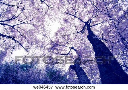 Cherry Blossom. Prunus serrulata, April 2006. Maryland, USA. View Large Photo Image Stock Photo - Cherry Blossom. Prunus serrulata, April 2006. Maryland, USA.. Fotosearch