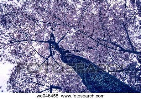 Cherry Blossom. Prunus serrulata, April 2006. Maryland, USA. View Large Photo Image Stock Photo - Cherry Blossom. Prunus serrulata, April 2006. Maryland, USA.. Fotosearch