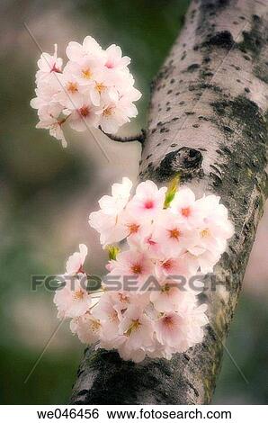 Cherry Blossom. Prunus serrulata, April 2006. Maryland, USA. View Large Photo Image Stock Photograph - Cherry Blossom. Prunus serrulata, April 2006. Maryland, USA.. Fotosearch