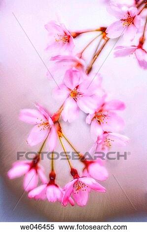 Cherry Blossom. Prunus serrulata, April 2006. Maryland, USA. View Large Photo Image Stock Photography - Cherry Blossom. Prunus serrulata, April 2006. Maryland, USA.. Fotosearch