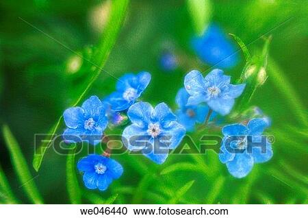 Stock Image - Chinese forget-me-not (Cynoglossum amabile). Maryland, USA. Fotosearch