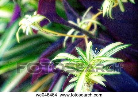 Chlorophytum comosum, September 2004. Maryland, USA View Large Photo Image Picture - Chlorophytum comosum, September 2004. Maryland, USA. Fotosearch