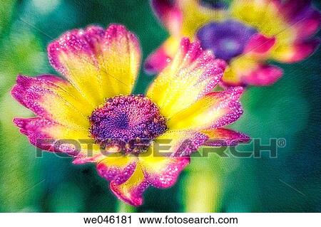 Stock Image - Chrysanthemum carinatum Summer Festival. August 2004, Maryland, USA. Fotosearch