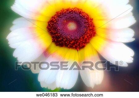 Chrysanthemum carinatum Summer Festival. August 2004, Maryland, USA View Large Photo Image Stock Image - Chrysanthemum carinatum Summer Festival. August 2004, Maryland, USA. Fotosearch