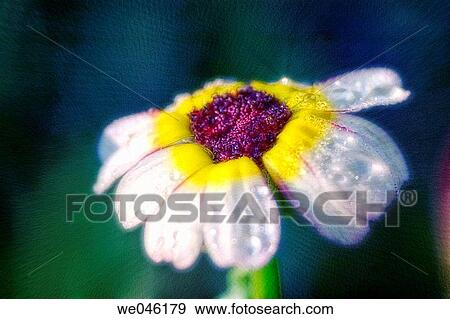 Chrysanthemum carinatum Summer Festival. August 2004, Maryland, USA View Large Photo Image Stock Photo - Chrysanthemum carinatum Summer Festival. August 2004, Maryland, USA. Fotosearch