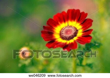 Chrysanthemum carinatum Summer Festival. June 2005, Maryland, USA View Large Photo Image Stock Photo - Chrysanthemum carinatum Summer Festival. June 2005, Maryland, USA. Fotosearch