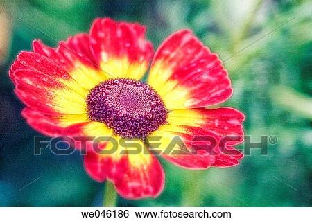Chrysanthemum carinatum Summer Festival. September 2004, Maryland, USA View Large Photo Image Stock Photograph - Chrysanthemum carinatum Summer Festival. September 2004, Maryland, USA. Fotosearch