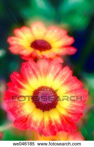 Chrysanthemum carinatum Summer Festival. September 2004, Maryland, USA View Large Photo Image Stock Photography - Chrysanthemum carinatum Summer Festival. September 2004, Maryland, USA. Fotosearch