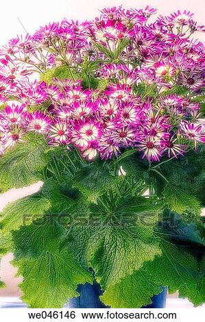Cineraria (Pericallis species, synonym Senecio crutenus hybrid). February 2005, Maryland, USA View Large Photo Image Stock Photograph - Cineraria (Pericallis species, synonym Senecio crutenus hybrid). February 2005, Maryland, USA. Fotosearch