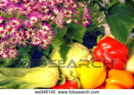 Stock Photography - Cineraria (Pericallis species, synonym Senecio crutenus hybrid), pepper (Capsicum annum), cabbage (Brassica oleracea ), Bok Choi (Brassica chinensis). February 2005, Maryland, USA. Fotosearch