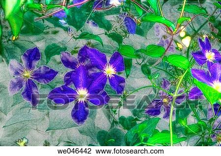 Clematis (Clematis hybrid). June 2006, Maryland, USA View Large Photo Image Stock Image - Clematis (Clematis hybrid). June 2006, Maryland, USA. Fotosearch