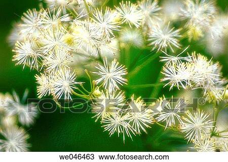 Clematis hybrid, June 2004. Maryland, USA View Large Photo Image Stock Image - Clematis hybrid, June 2004. Maryland, USA. Fotosearch