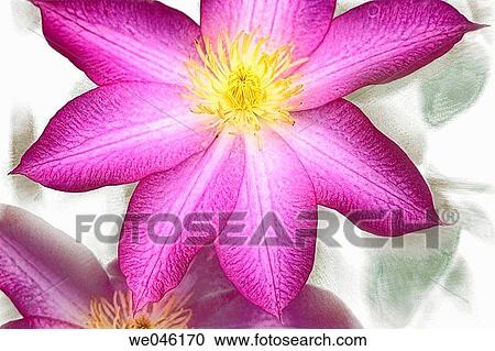 Clematis hybrid. May 2004, Maryland, USA View Large Photo Image Stock Image - Clematis hybrid. May 2004, Maryland, USA. Fotosearch