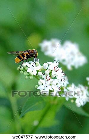 Close-up, arthropod, Bugs, Bug, arthropoda, animal View Large Photo Image Stock Photo - Close-up, arthropod, Bugs, Bug, arthropoda, animal. Fotosearch