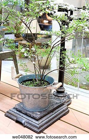 Close-up, concept, decoration, flower, flower pot View Large Photo Image Stock Image - Close-up, concept, decoration, flower, flower pot. Fotosearch