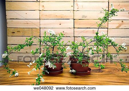 Close-up, concept, decoration, flower, flower pot View Large Photo Image Stock Image - Close-up, concept, decoration, flower, flower pot. Fotosearch