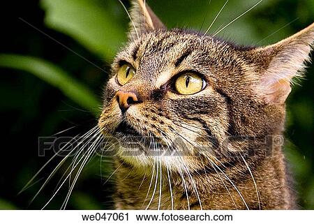 Close-up of domestic tabby pattern male cat View Large Photo Image Stock Image - Close-up of domestic tabby pattern male cat. Fotosearch