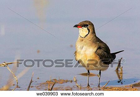 Stock Image - Collared Pratincole (Glareola pratincola). Fotosearch