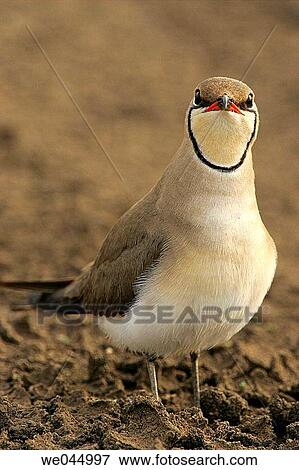 Collared Pratincole (Glareola pratincola) in Guadalquivir marshes. Sevilla province, Andalusia, Spain View Large Photo Image Stock Photo - Collared Pratincole (Glareola pratincola) in Guadalquivir marshes. Sevilla province, Andalusia, Spain. Fotosearch