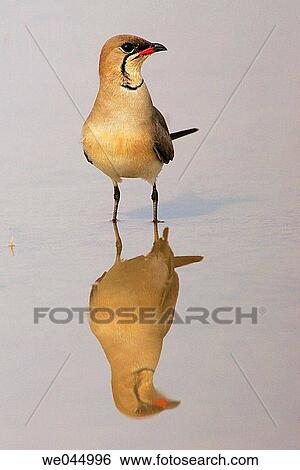 Stock Photograph - Collared Pratincole (Glareola pratincola) in Guadalquivir marshes. Sevilla province, Andalusia, Spain. Fotosearch