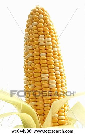 Corn View Large Photo Image Stock Photo - Corn. Fotosearch