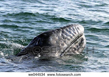 Curious California gray whale (Eschrichtius robustus) calf in the calm waters of San Ignacio Lagoon, Baja California Sur, Mexico. View Large Photo Image Picture - Curious California gray whale (Eschrichtius robustus) calf in the calm waters of San Ignacio Lagoon, Baja California Sur, Mexico.. Fotosearch