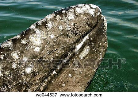 Curious California gray whale (Eschrichtius robustus) calf in the calm waters of San Ignacio Lagoon, Baja California Sur, Mexico. View Large Photo Image Stock Photo - Curious California gray whale (Eschrichtius robustus) calf in the calm waters of San Ignacio Lagoon, Baja California Sur, Mexico.. Fotosearch