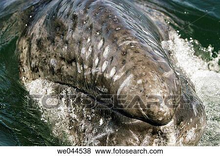 Curious California gray whale (Eschrichtius robustus) calf (note the hairs on rostrum) in the calm waters of San Ignacio Lagoon, Baja California Sur, Mexico. View Large Photo Image Stock Photo - Curious California gray whale (Eschrichtius robustus) calf (note the hairs on rostrum) in the calm waters of San Ignacio Lagoon, Baja California Sur, Mexico.. Fotosearch
