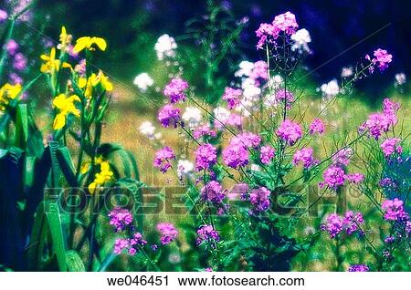Dame's Rocket (Hesperis matronalis) and Siberian Iris (Iris sibirica). May 2006, Maryland, USA View Large Photo Image Stock Image - Dame's Rocket (Hesperis matronalis) and Siberian Iris (Iris sibirica). May 2006, Maryland, USA. Fotosearch