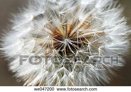 Stock Image - Dandelion. Laguna de Chiprana, Zaragoza;, Aragon. Spain. Fotosearch