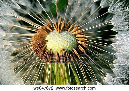 Dandelion (Taraxacum officinale) View Large Photo Image Stock Image - Dandelion (Taraxacum officinale). Fotosearch