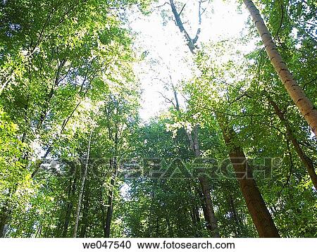 day, foliage, forest, height, leaf View Large Photo Image Stock Image - day, foliage, forest, height, leaf. Fotosearch