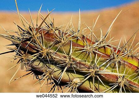 Detail of Cactus of the Sonoran Desert in the Baja Peninsula, Mexico. View Large Photo Image Stock Image - Detail of Cactus of the Sonoran Desert in the Baja Peninsula, Mexico.. Fotosearch