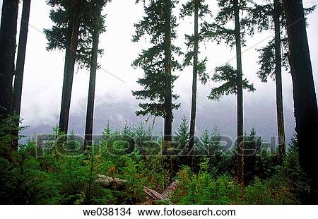 Douglas Fir trees in the fog. Strathcona Provincial Park. Vancouver Island, British Columbia, Canada View Large Photo Image Picture - Douglas Fir trees in the fog. Strathcona Provincial Park. Vancouver Island, British Columbia, Canada. Fotosearch