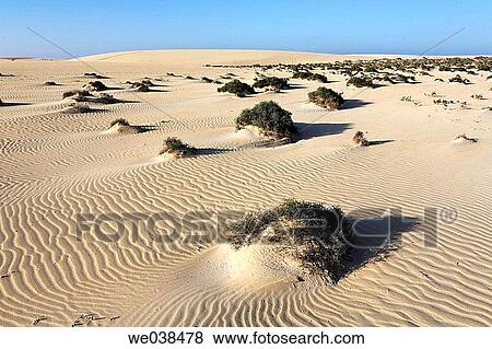Dunes of Corralejo, Fuerteventura, Canary Islands View Large Photo Image Stock Photo - Dunes of Corralejo, Fuerteventura, Canary Islands. Fotosearch