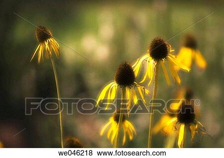 Echinacea hybrid. Medicinal plant. July 2005, Virginia, USA View Large Photo Image Stock Photo - Echinacea hybrid. Medicinal plant. July 2005, Virginia, USA. Fotosearch