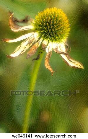 Echinacea hybrid. Medicinal plant. April 2005, Maryland, USA View Large Photo Image Stock Image - Echinacea hybrid. Medicinal plant. April 2005, Maryland, USA. Fotosearch