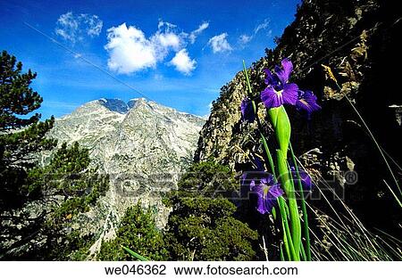 English iris (Iris latifolia) in front of Comaloforno peak (3033m. ). Comalesbienes ravine. Parc Nacional d? Aig? estortes i Estany de Sant Maurici. Pyr? n? es. Lleida-province. Catalunya. Spain. View Large Photo Image Stock Image - English iris (Iris latifolia) in front of Comaloforno peak (3033m. ). Comalesbienes ravine. Parc Nacional d? Aig? estortes i Estany de Sant Maurici. Pyr? n? es. Lleida-province. Catalunya. Spain.. Fotosearch