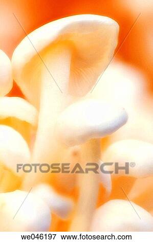 Enoki mushrooms. Flammulina velutipes, January 2005, Maryland, USA View Large Photo Image Stock Photo - Enoki mushrooms. Flammulina velutipes, January 2005, Maryland, USA. Fotosearch