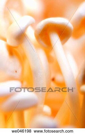 Enoki mushrooms. Flammulina velutipes, January 2005, Maryland, USA View Large Photo Image Stock Photo - Enoki mushrooms. Flammulina velutipes, January 2005, Maryland, USA. Fotosearch