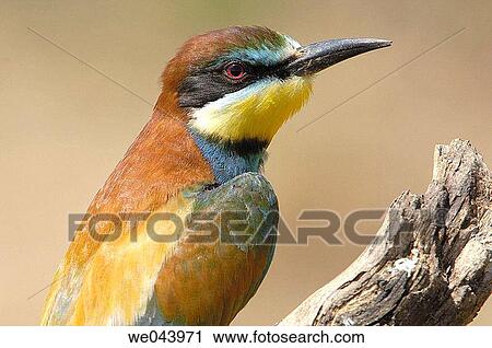 European Bee Eater (Merops apiaster). Mßlaga province, Andalusia. Spain View Large Photo Image Stock Image - European Bee Eater (Merops apiaster). Mßlaga province, Andalusia. Spain. Fotosearch