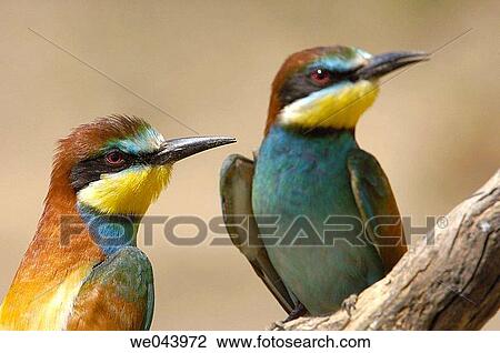 Stock Image - European Bee Eater (Merops apiaster). Mßlaga province, Andalusia. Spain. Fotosearch