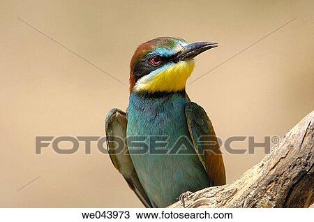 Stock Image - European Bee Eater (Merops apiaster). Mßlaga province, Andalusia. Spain. Fotosearch