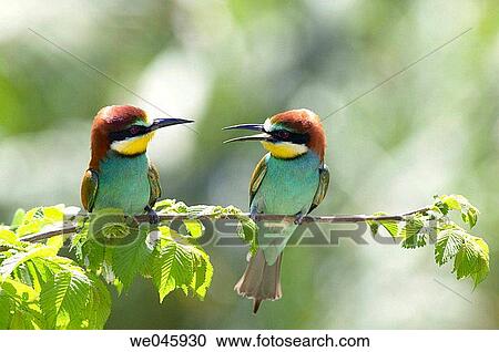 Stock Image - European Bee Eater (Merops apiaster). Fotosearch
