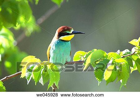 European Bee Eater (Merops apiaster) View Large Photo Image Stock Photo - European Bee Eater (Merops apiaster). Fotosearch