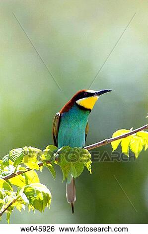 Stock Photograph - European Bee Eater (Merops apiaster). Fotosearch