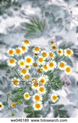 Feverfew in Bloom. Tanacetum parthenium. August 2004, Maryland, USA View Large Photo Image Stock Photo - Feverfew in Bloom. Tanacetum parthenium. August 2004, Maryland, USA. Fotosearch