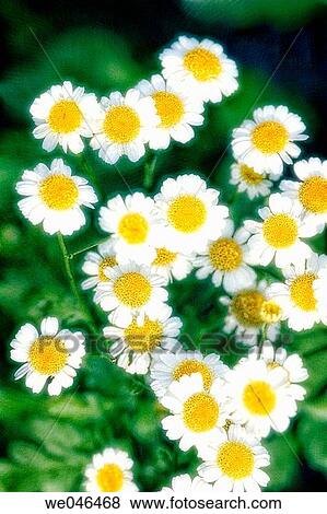 Feverfew plant in bloom. Tanacetum parthenium, July 2004. Maryland, USA View Large Photo Image Stock Photo - Feverfew plant in bloom. Tanacetum parthenium, July 2004. Maryland, USA. Fotosearch