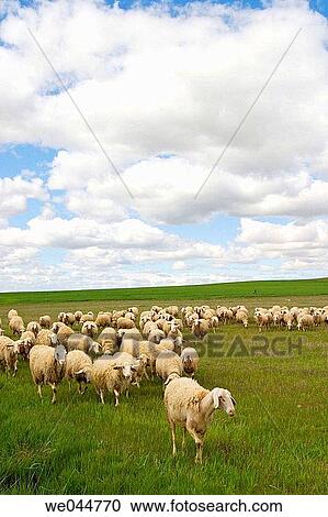 Flock of? assaf? breed, Montamarta. Zamora province, Castilla-Le? n, Spain View Large Photo Image Stock Image - Flock of? assaf? breed, Montamarta. Zamora province, Castilla-Le? n, Spain. Fotosearch